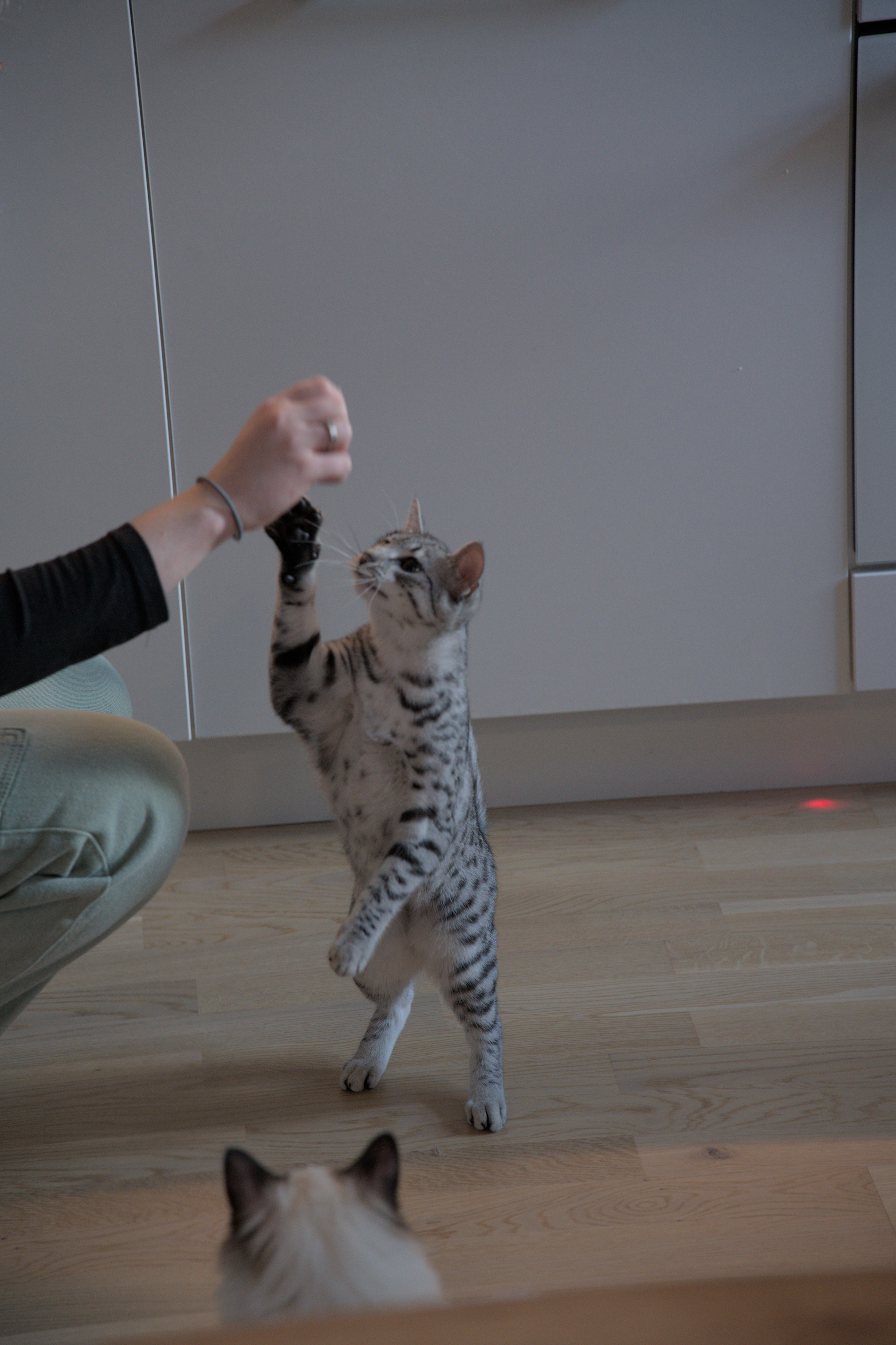 2025/10/12 - cats/DSC_0066.jpg